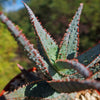 Purple People Eater Aloe - Aloe hybrid