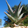 Purple People Eater Aloe - Aloe hybrid