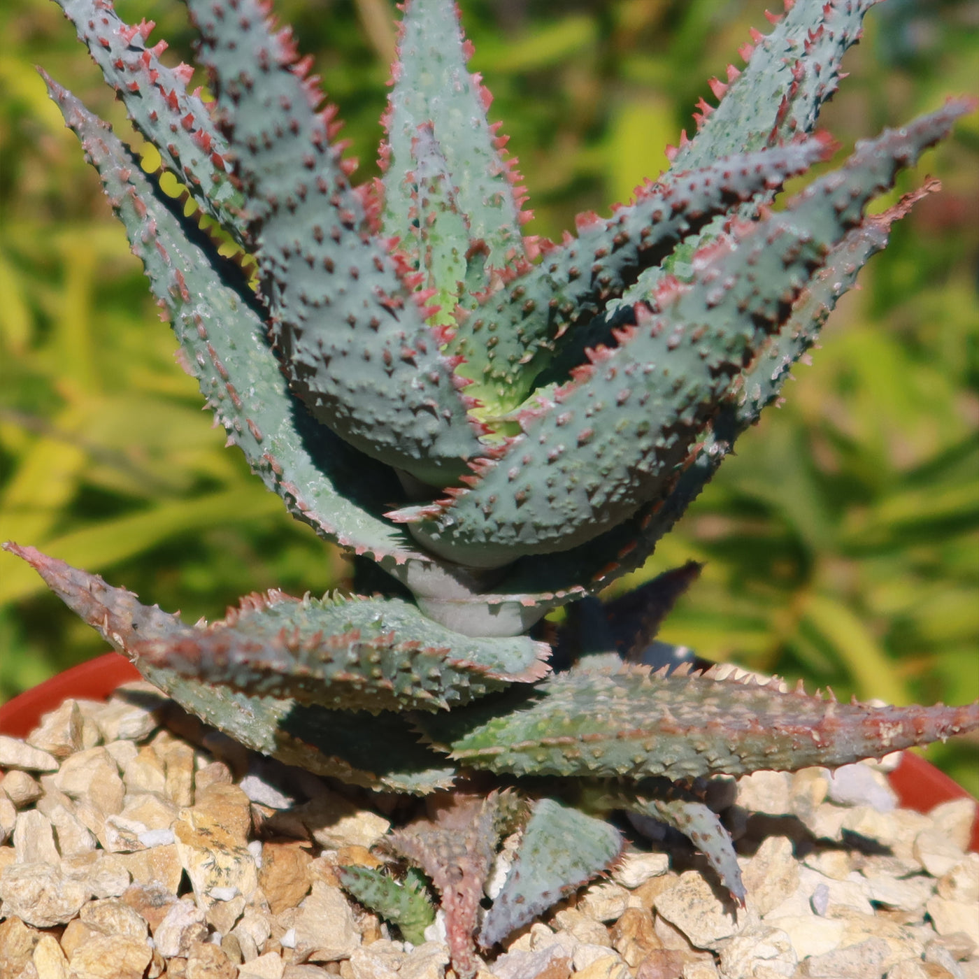 purple people eater succulent Purple People Eater Aloe 'Aloe hybrid'- Shop Online at Planet Desert