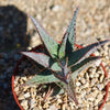 Purple People Eater Aloe - Aloe hybrid