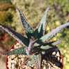 Purple People Eater Aloe - Aloe hybrid