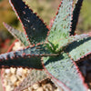 Purple People Eater Aloe - Aloe hybrid