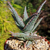 Purple People Eater Aloe - Aloe hybrid