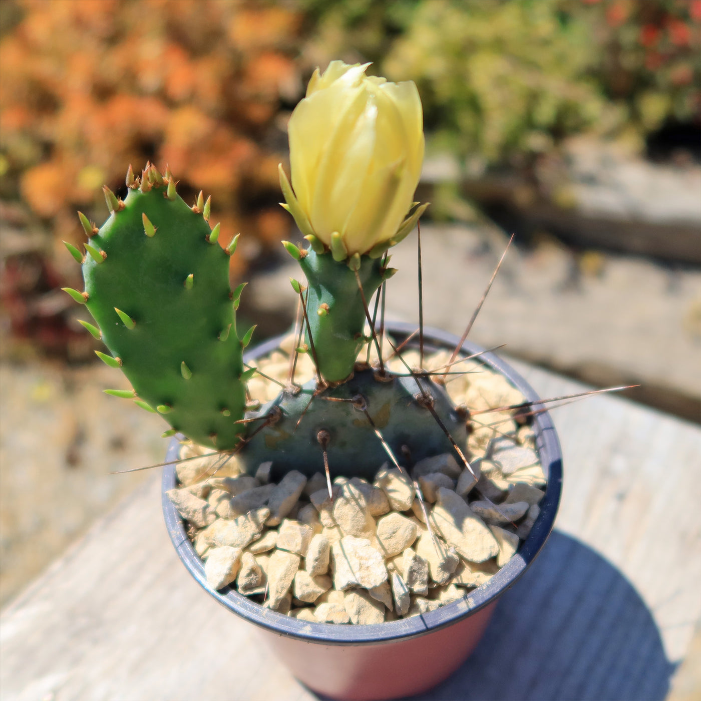 purple prickly pear cactus flower Purple Prickly Pear 'Opuntia macrocentra'