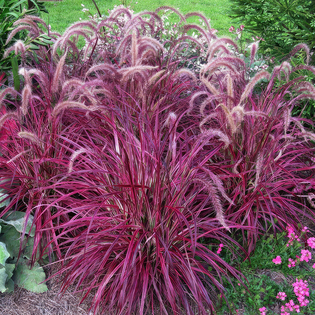 Purple Fountain Grass - Pennisetum setaceum ‘rubrum’