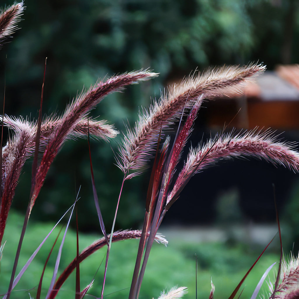 Purple Fountain Grass - Pennisetum setaceum ‘rubrum’