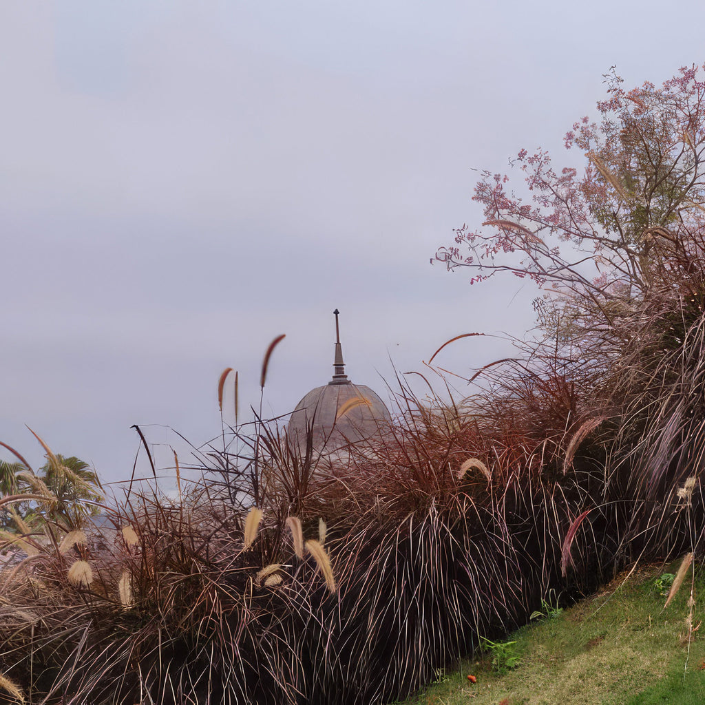 Purple Fountain Grass - Pennisetum setaceum ‘rubrum’