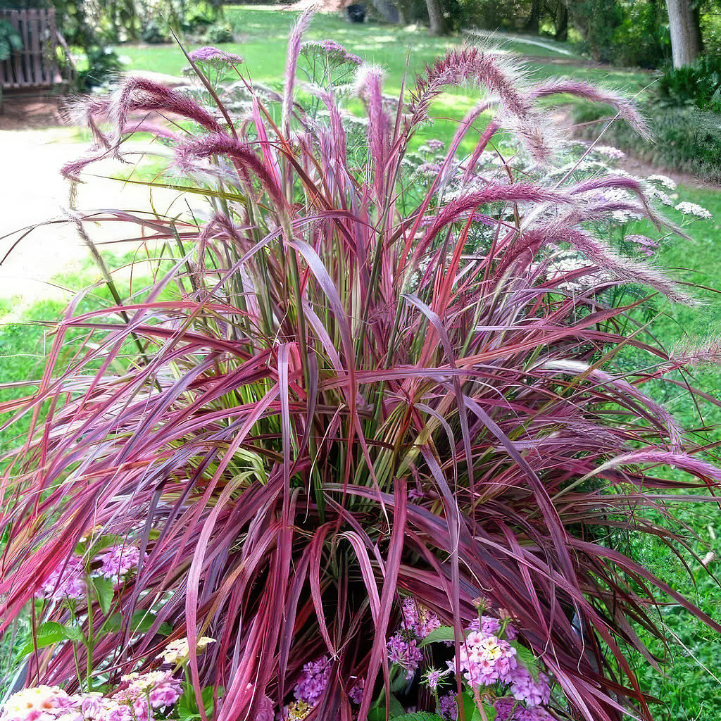 Purple Fountain Grass - Pennisetum setaceum ‘rubrum’