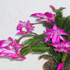 Thanksgiving Cactus - Schlumbergera truncata