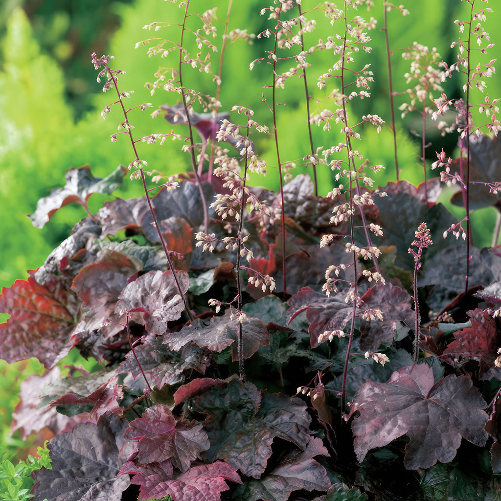 Palace Purple Coral Bells – Heuchera ‘Palace Purple’