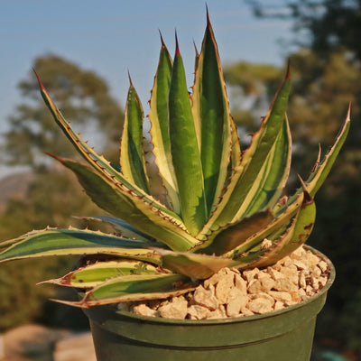 Quadricolor Century Plant - Agave lophantha