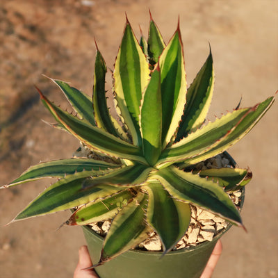 Quadricolor Century Plant - Agave lophantha