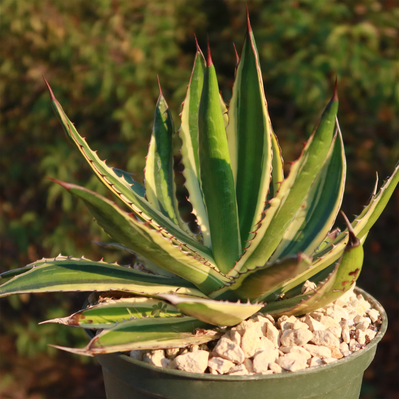 Quadricolor Century Plant - Agave lophantha