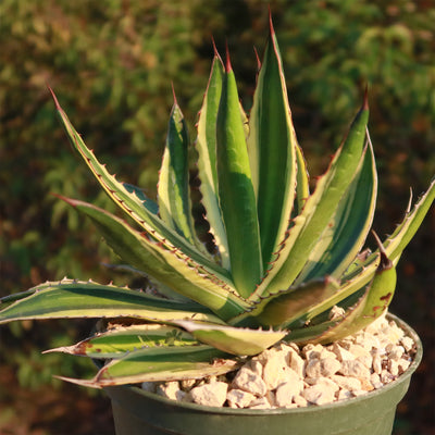 Quadricolor Century Plant ‘Agave Quadricolor’