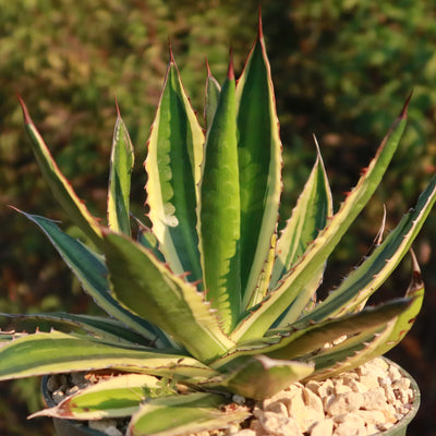 Quadricolor Century Plant - Agave lophantha