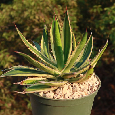 Quadricolor Century Plant - Agave lophantha