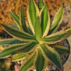 Quadricolor Century Plant ‘Agave Quadricolor’