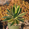 Quadricolor Century Plant ‘Agave Quadricolor’