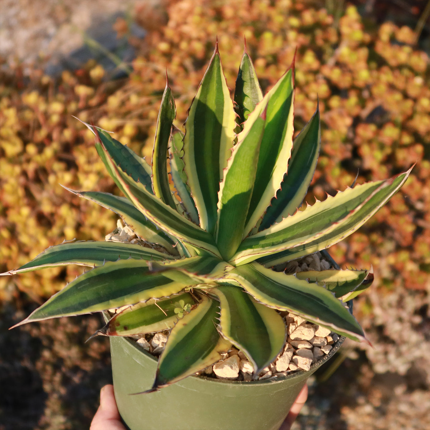 Quadricolor Century Plant - Agave lophantha