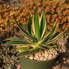 Quadricolor Century Plant ‘Agave Quadricolor’