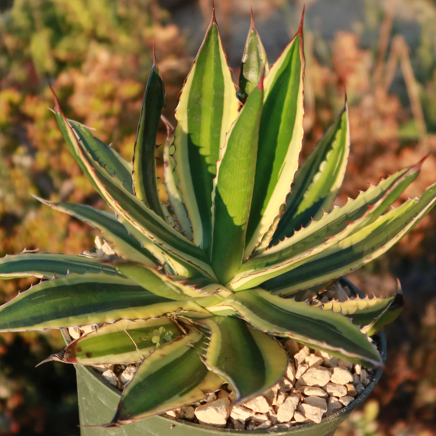 Quadricolor Century Plant ‘Agave Quadricolor’