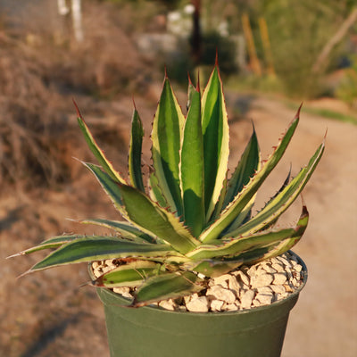 Quadricolor Century Plant - Agave lophantha
