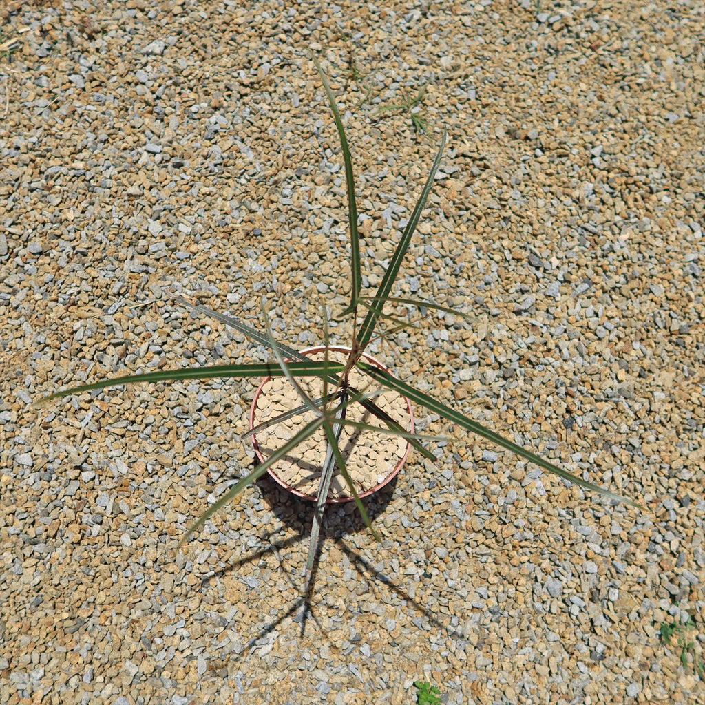 Queensland Bottle Tree &
