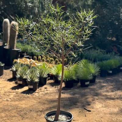 Queensland Bottle Tree (Brachychiton rupestris) – Plantify
