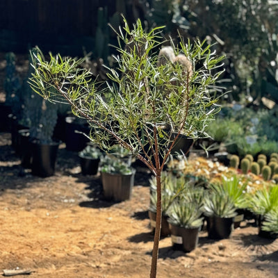 Queensland Bottle Tree - Live Plant in A 3 Gallon Growers Pot - Brachychiton Rupestris - Rare Ornamental Trees of The World