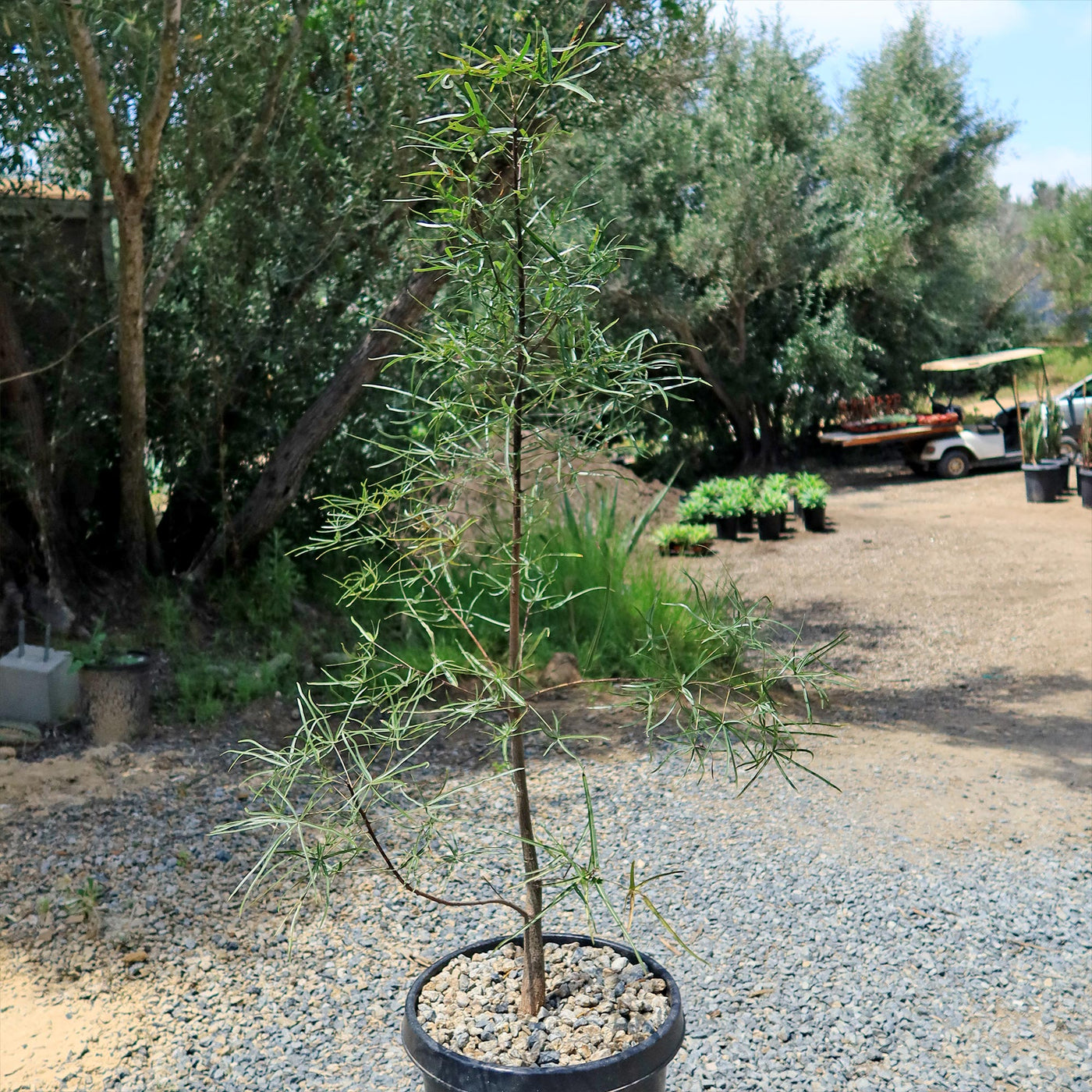 rainbow japanese bottle palm bonsai tree Queensland Bottle Tree 'Brachychiton rupestris' 6" Pot
