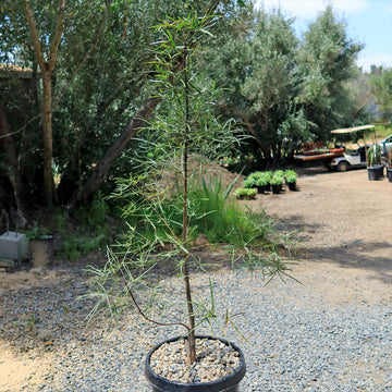 queensland bottle tree bonsai Queensland Bottle Tree 'Brachychiton rupestris'