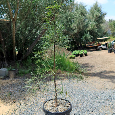 australian bottle tree bonsai Queensland Bottle Tree 'Brachychiton rupestris'