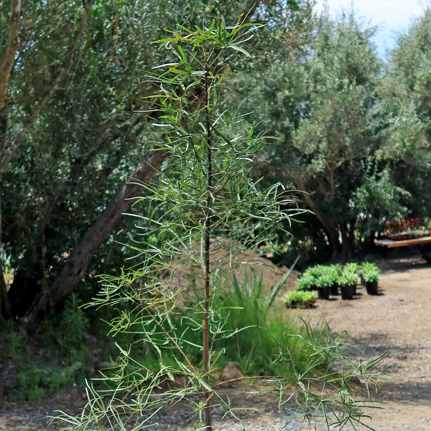 succulent trees australia Shop 'Queensland Bottle Tree - Brachychiton rupestris' Care and Info