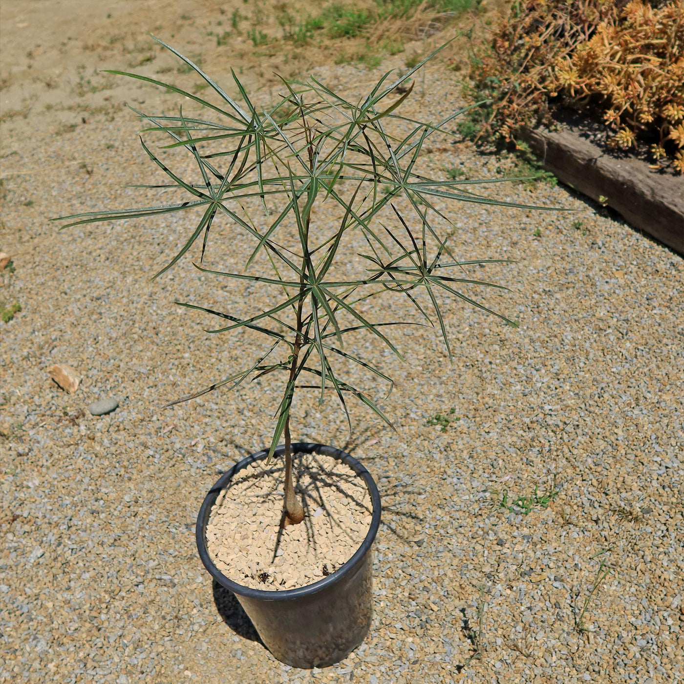 queensland bottle tree bonsai Shop 'Queensland Bottle Tree - Brachychiton rupestris' Care and Info