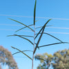 Queensland Bottle Tree &