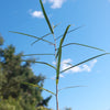 Queensland Bottle Tree &