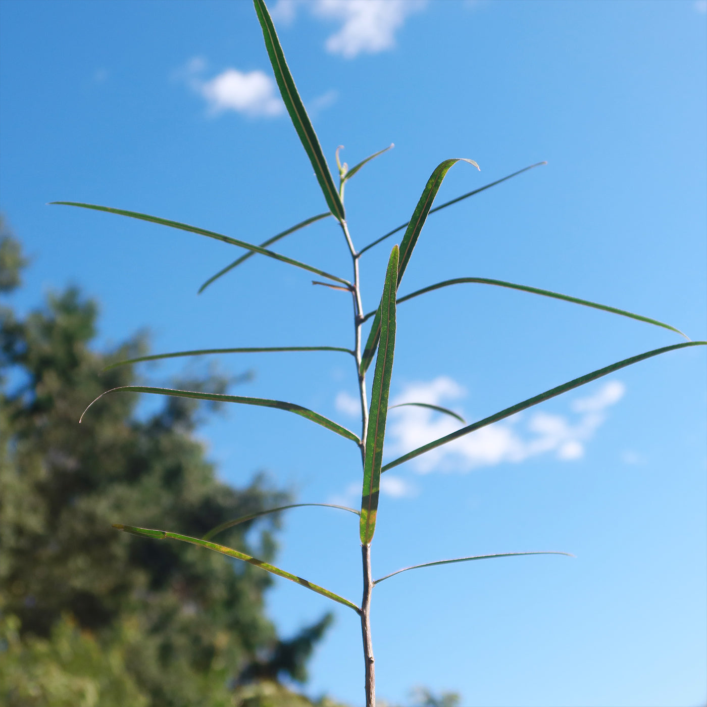 Brachychiton Rupestris, Queensland Bottle Tree – Plant Material