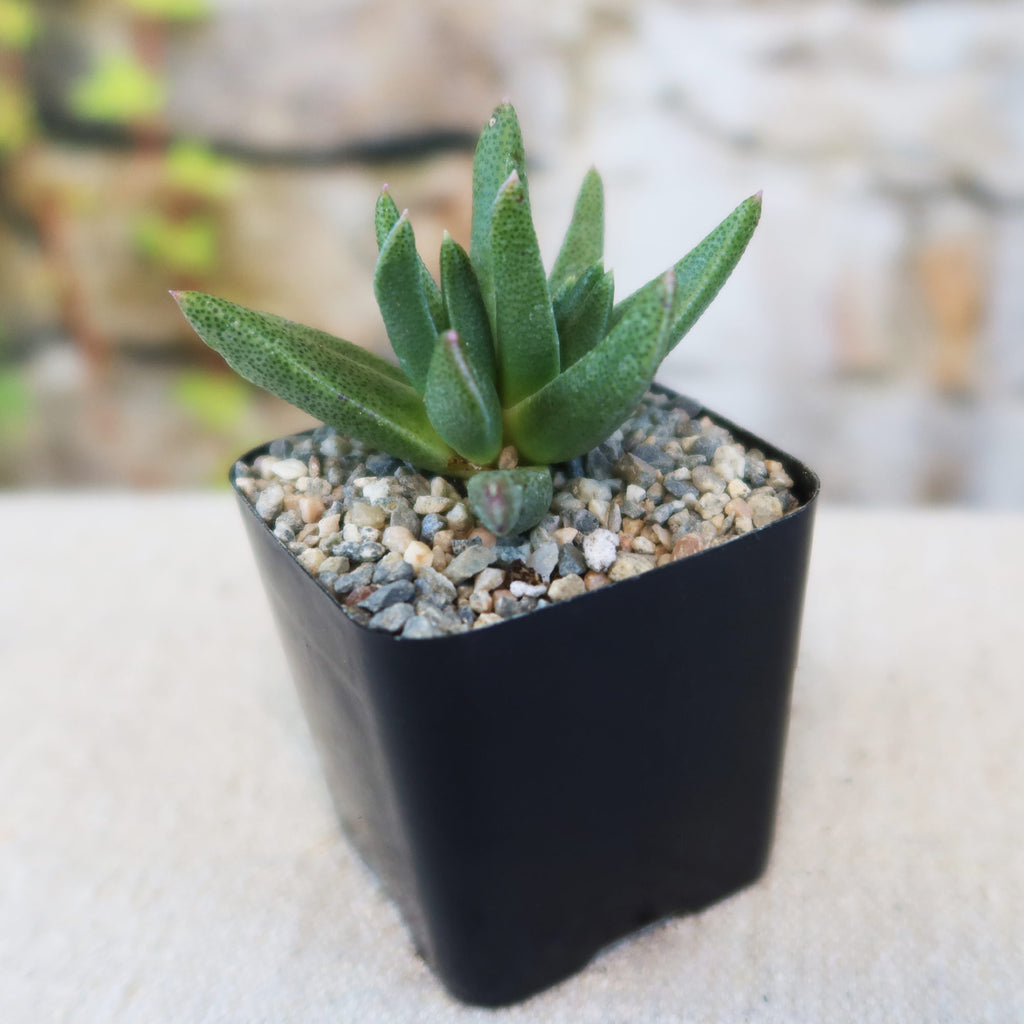 Potted indoor plant with glossy green leaves beside a small Buddha statue