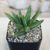 Green Rabiea difformis succulent with pointed, fleshy leaves in a black square pot with pebbles, suitable for rock gardens.