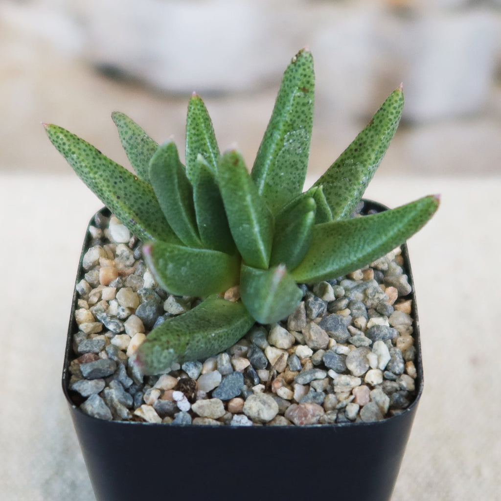 Potted indoor plant with glossy green leaves beside a small Buddha statue