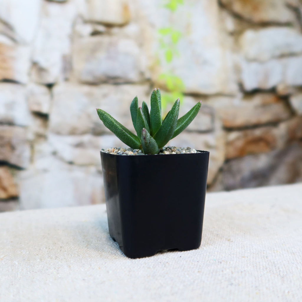 Potted indoor plant with glossy green leaves beside a small Buddha statue