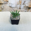 A small Rabiea difformis succulent, known for its frost hardiness and suitability for rock gardens, displayed on a white surface.