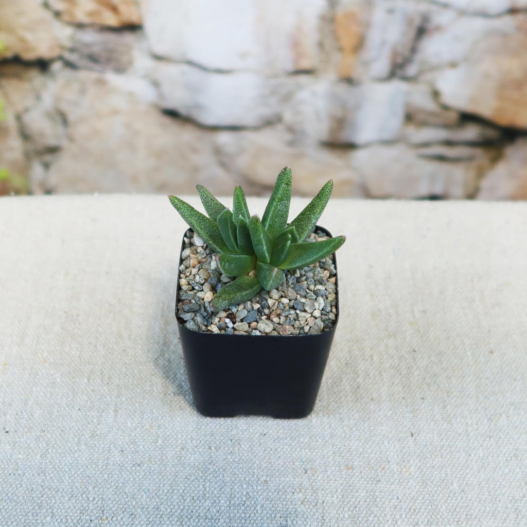 Potted indoor plant with glossy green leaves beside a small Buddha statue