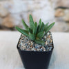 Rabiea difformis, a small green frost-hardy succulent with pointed leaves, in a black square pot with pebbles and blurred stone background.