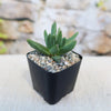 Rabiea difformis succulent with thick, pointed green leaves in a black square pot of pebbles, on a blurred stone background.