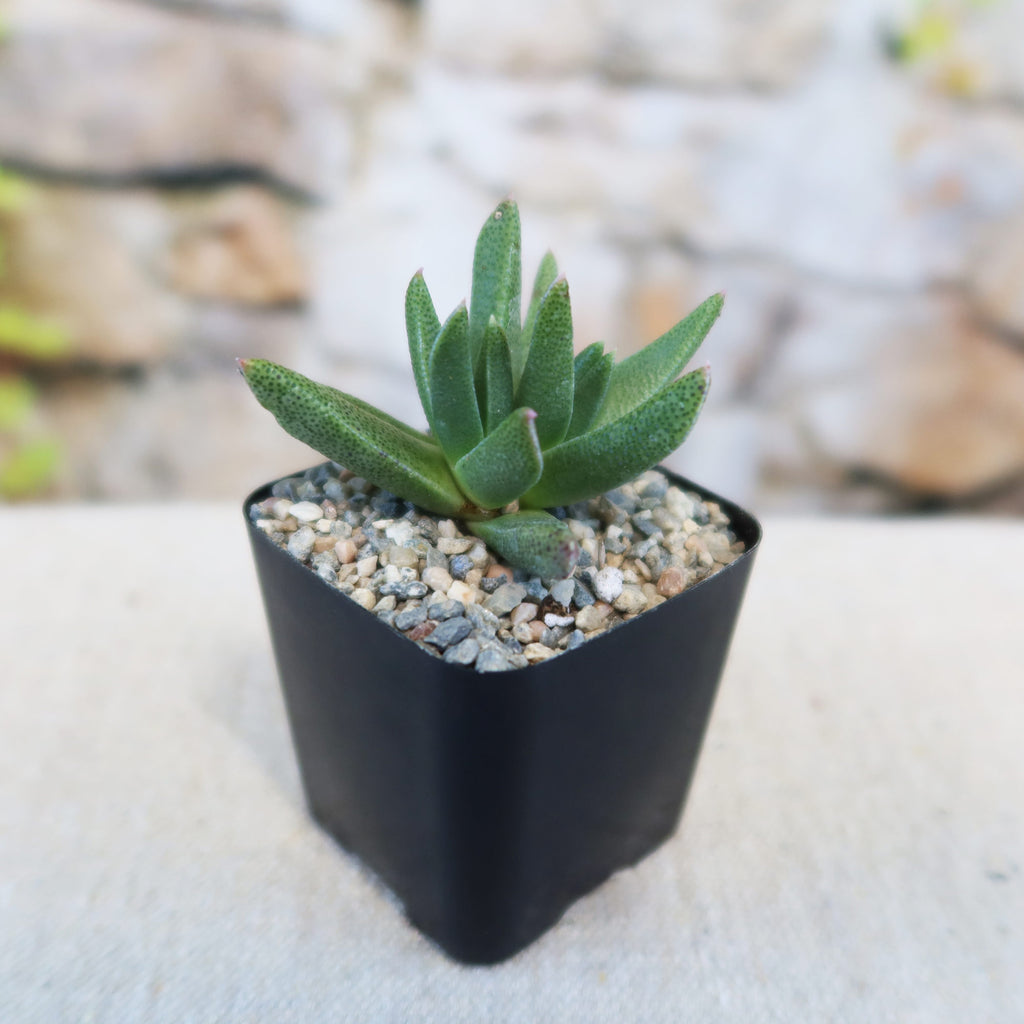 Potted indoor plant with glossy green leaves beside a small Buddha statue