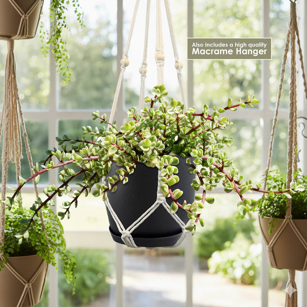 Rainbow Bush - Portulacaria afra variegata 1 gal