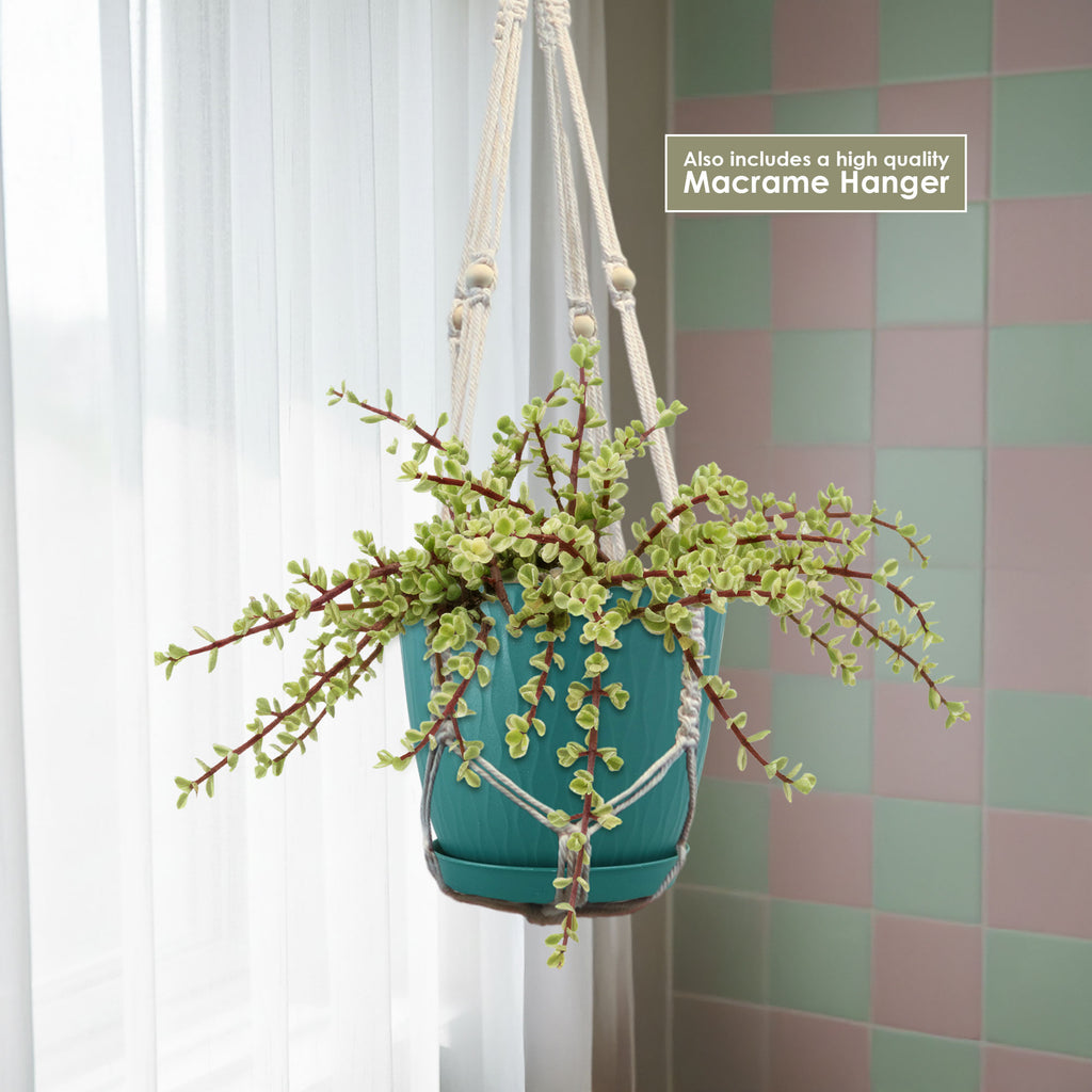 Rainbow bush plant 1 gal.