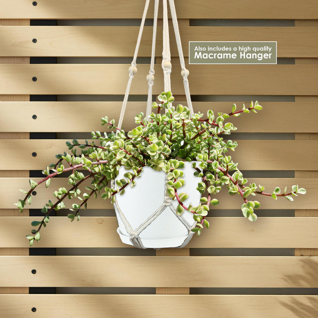 Rainbow bush plant 1 gal.