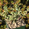 Rainbow Bush - Portulacaria afra variegata